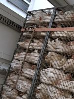 Deutsches Tierschutzbüro kritisiert Tiertransport von Bio-Legehennen im Kreis Borke